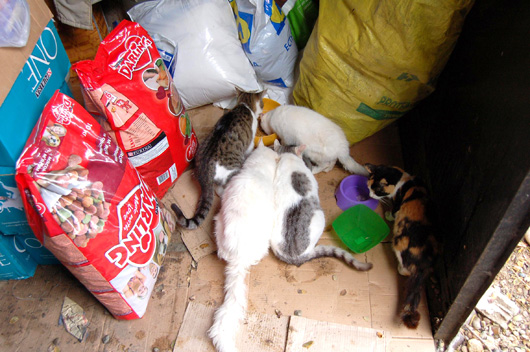 «Нестле» помогает приюту для животных