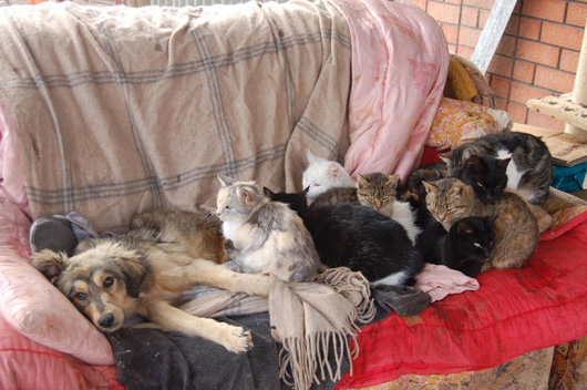 «Нестле» помогает приюту для животных